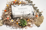 Mother Earth - Shea Butter Soap